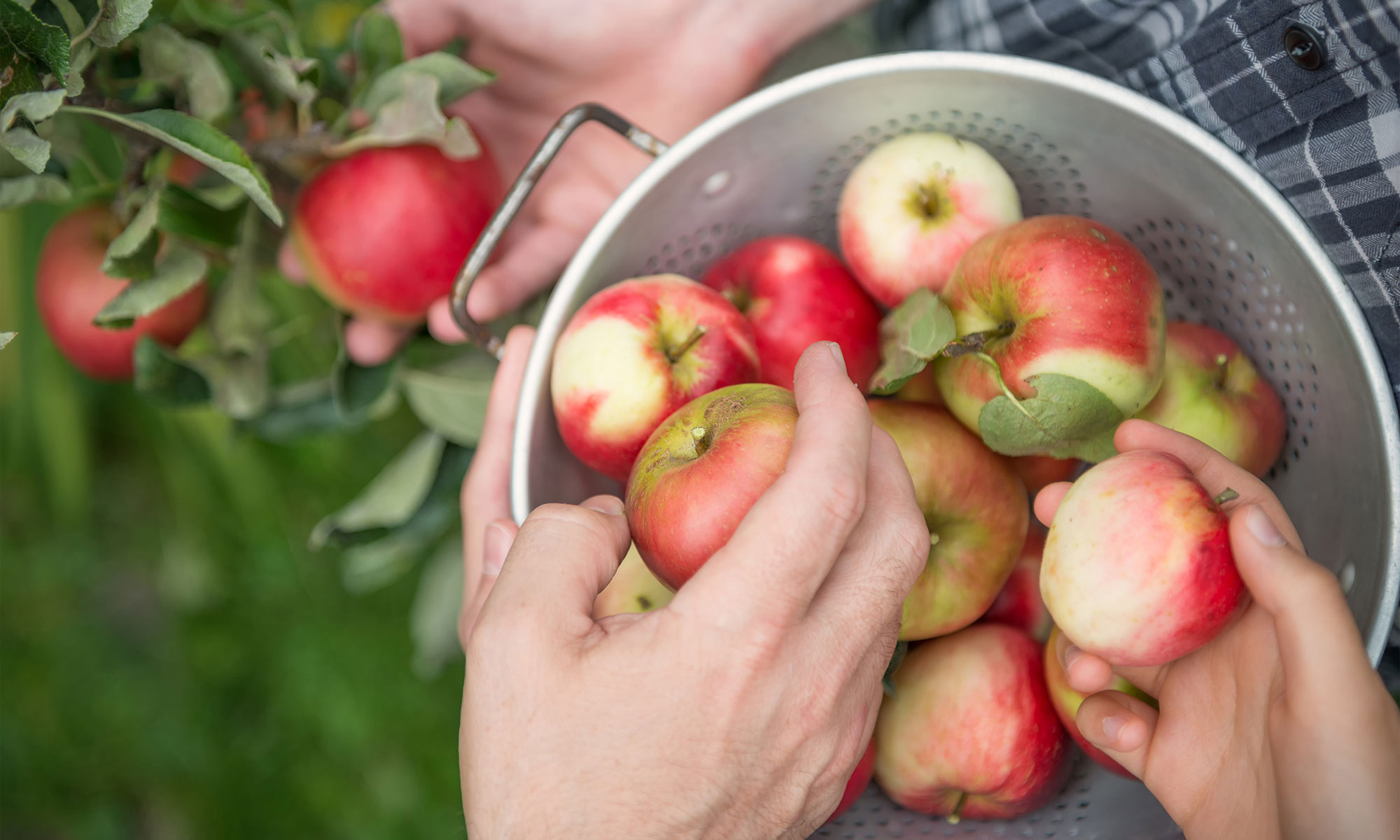 Hands picking red apples and putting them in a bucket.