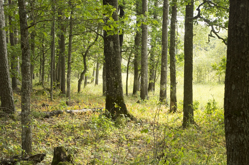 En grön skog med lövträd.